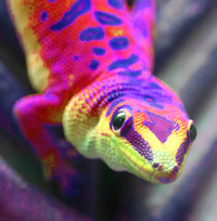 Gecko_1